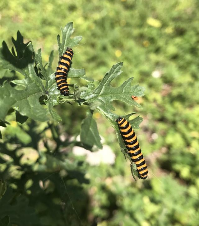 Cinnabar moth caterpillars