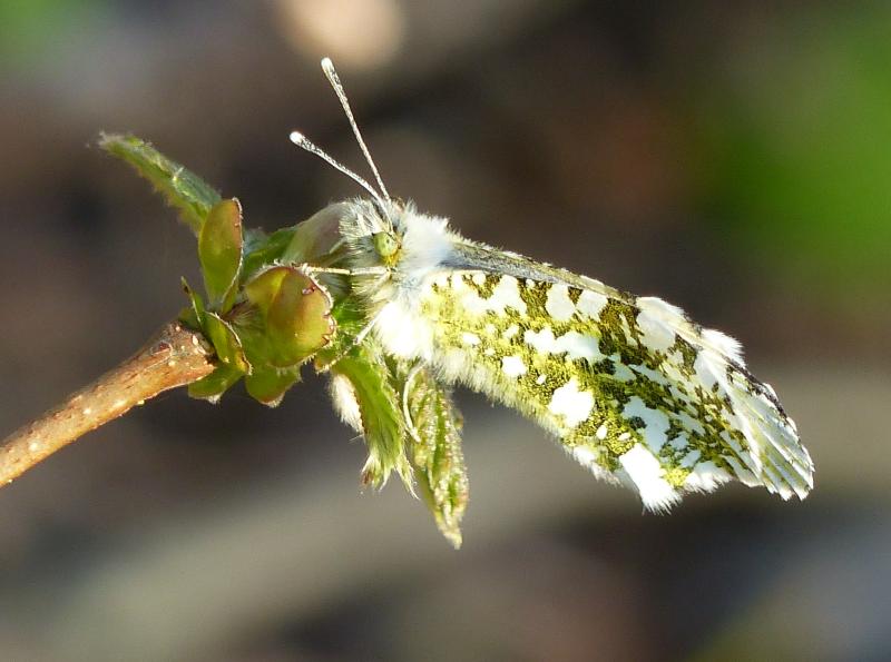 Female Orange tip