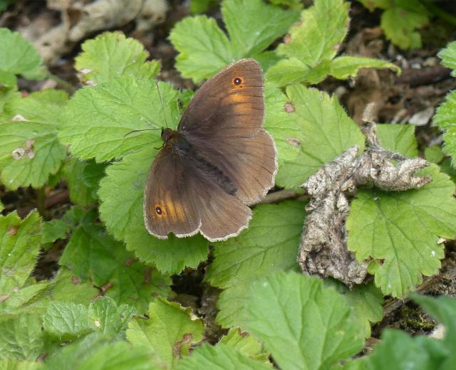 Meadow brown