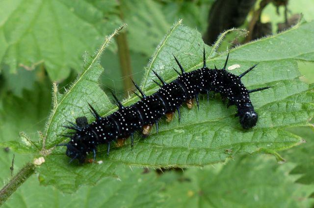 Peckock caterpillar