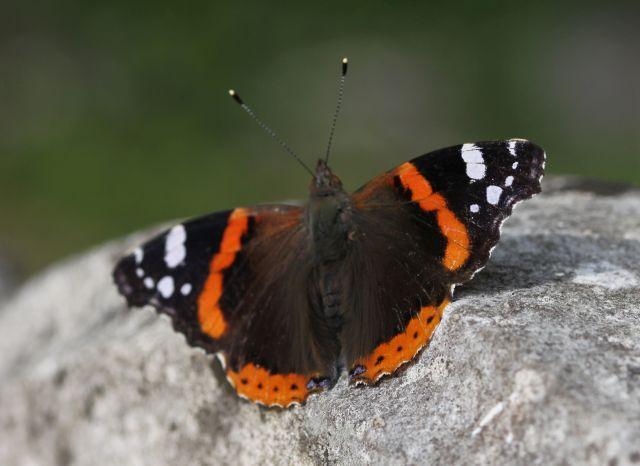 Red Admiral
