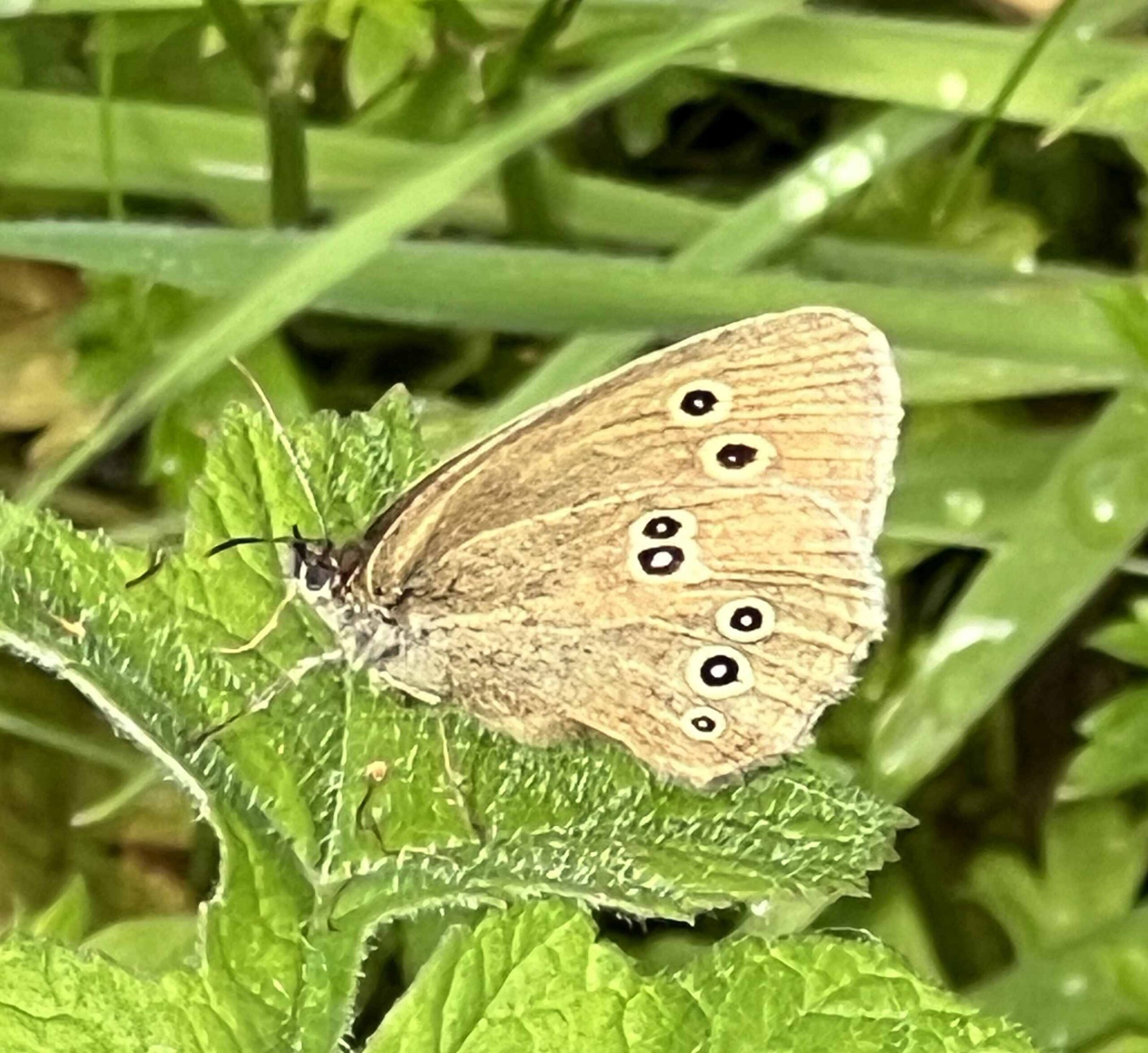 Ringlet