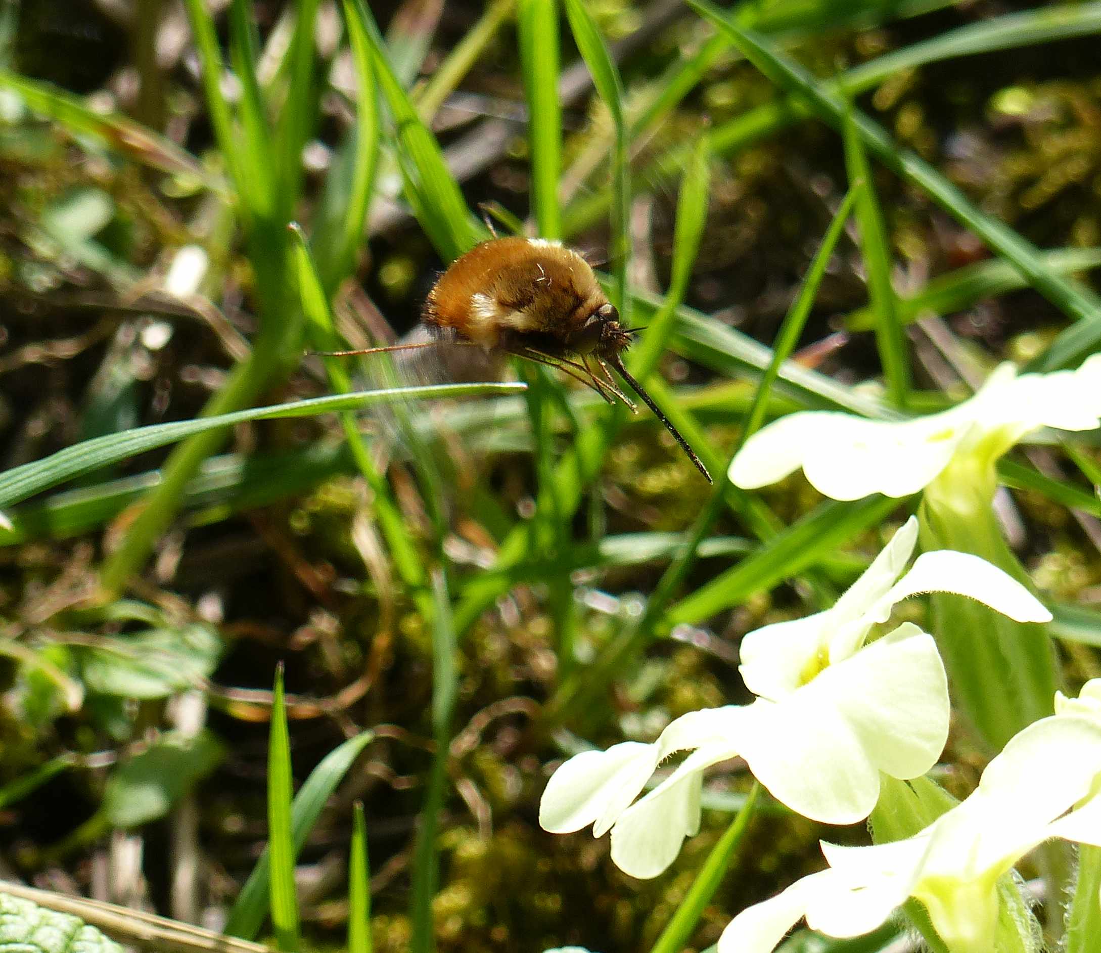 Bee-fly probosis ready