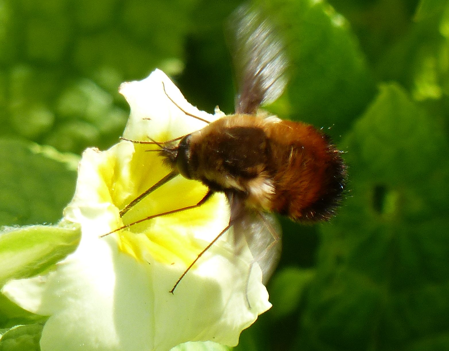 Bee-fly nectaring