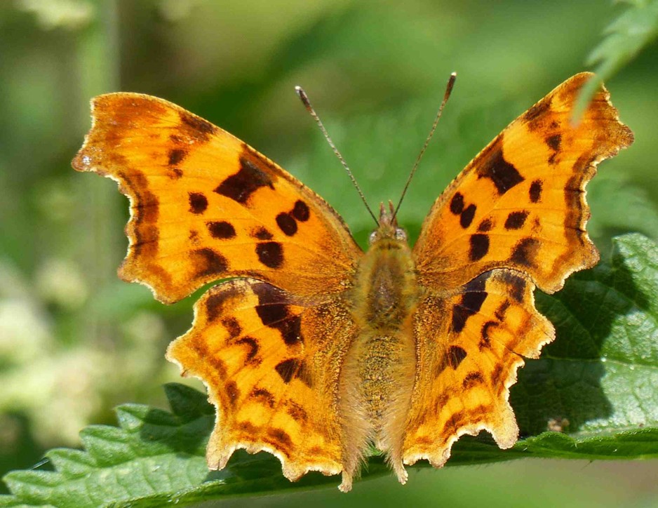 Comma