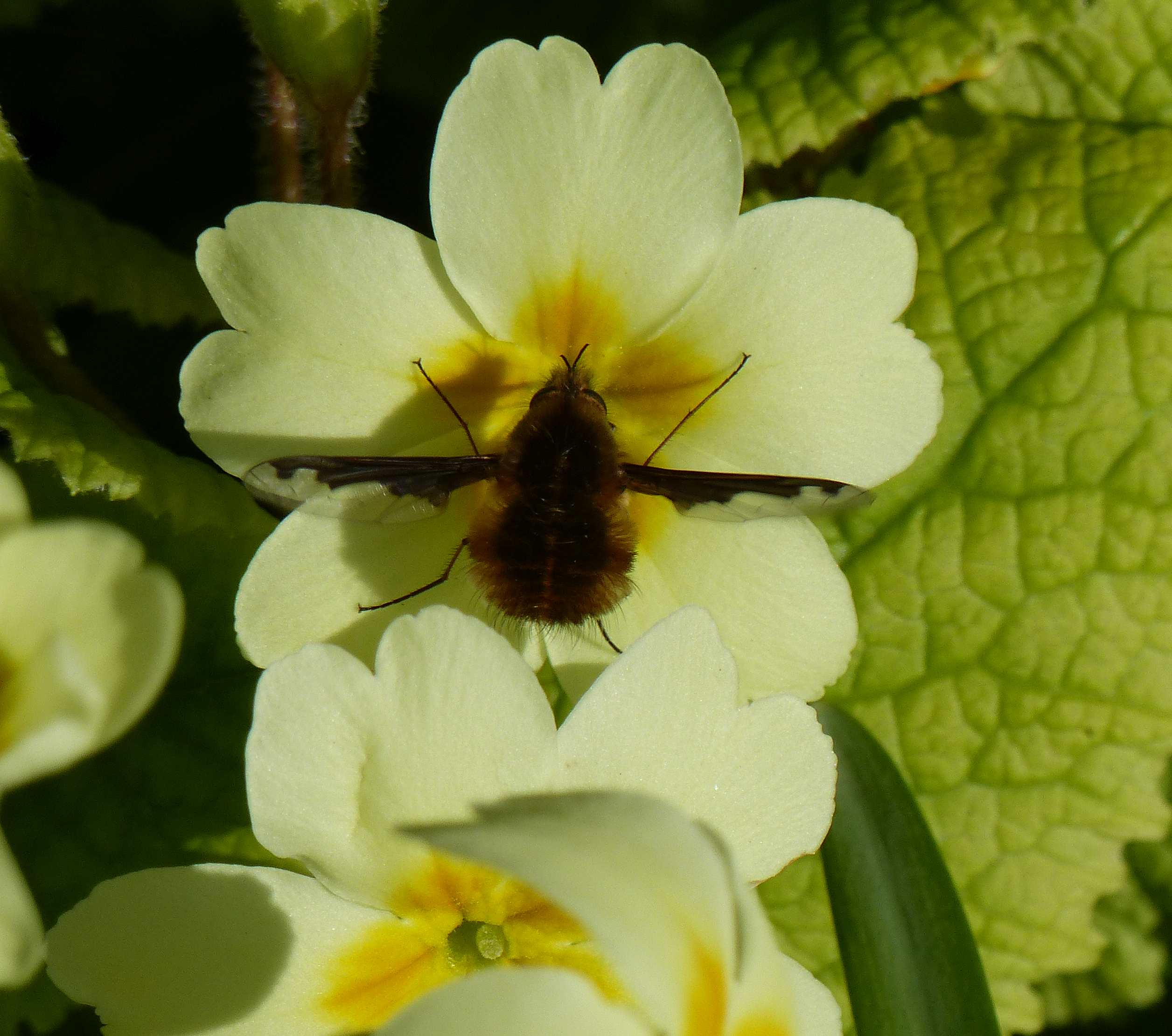 Dark-edged bee-fly