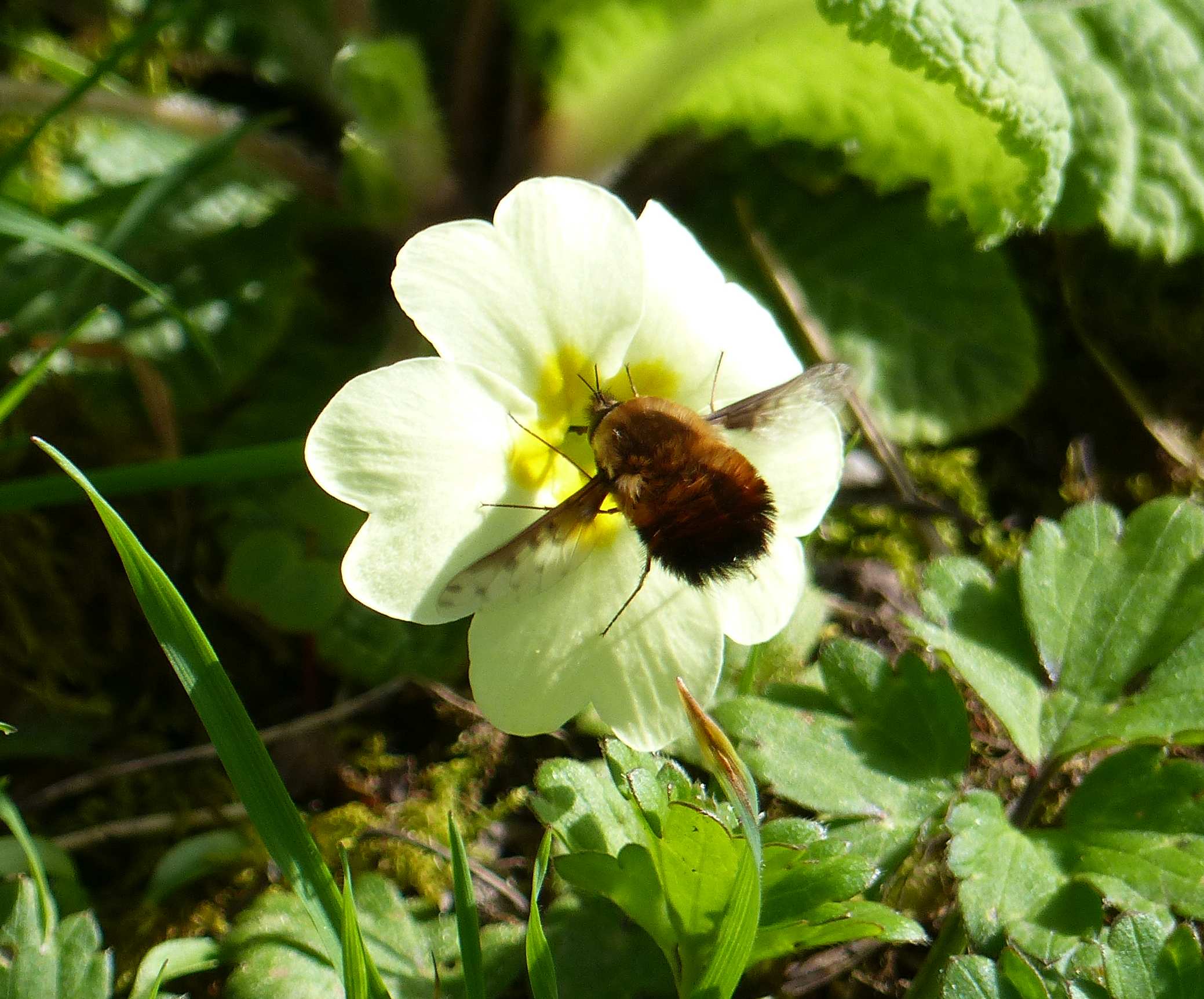 Dotted bee-fly