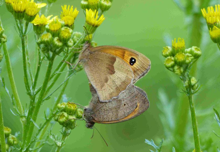 Gatekeeper