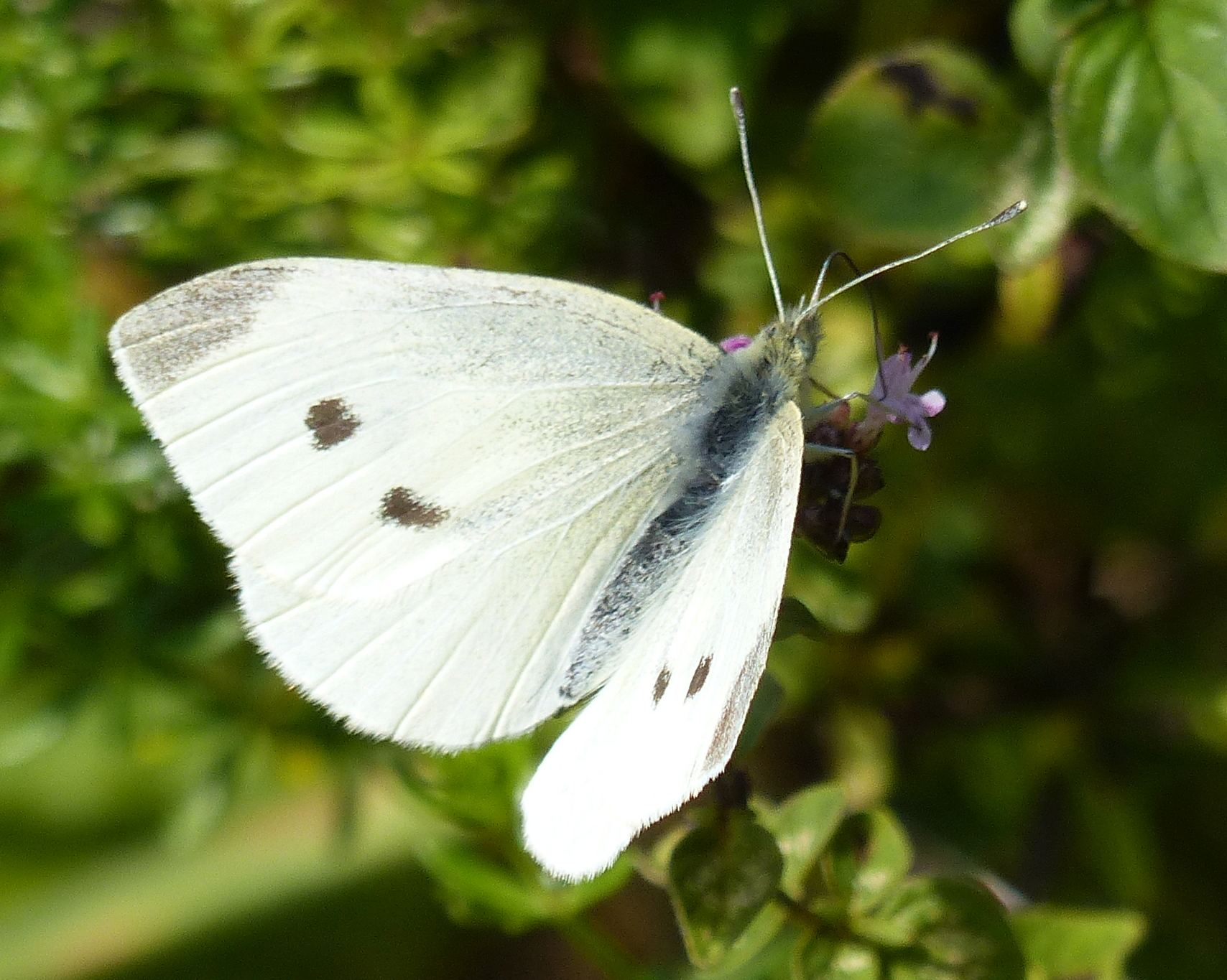 Small White