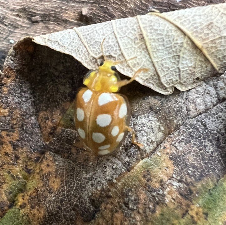 ladybird